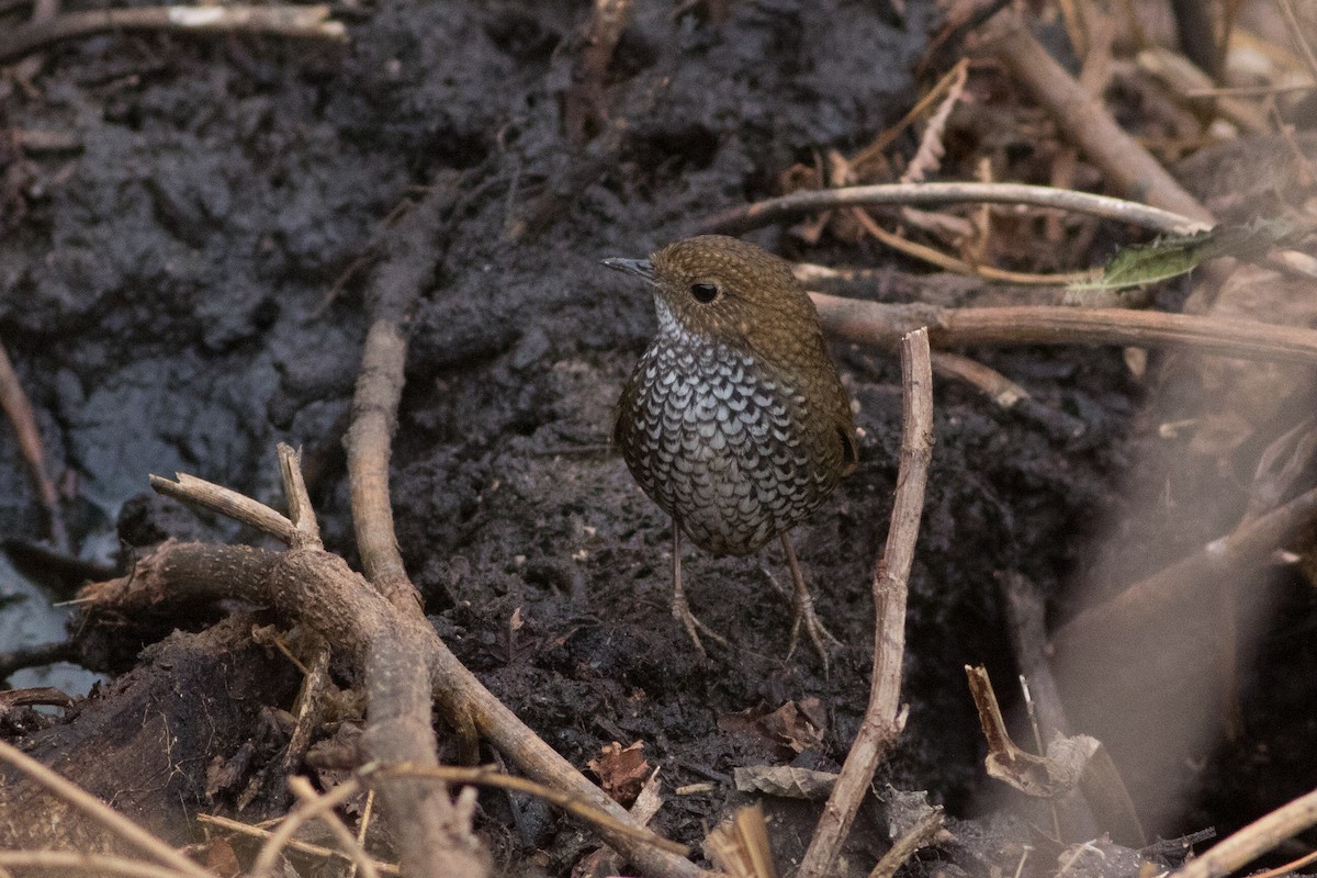 Scaly-breasted Cupwing (Himalayan) - Lucas Bobay