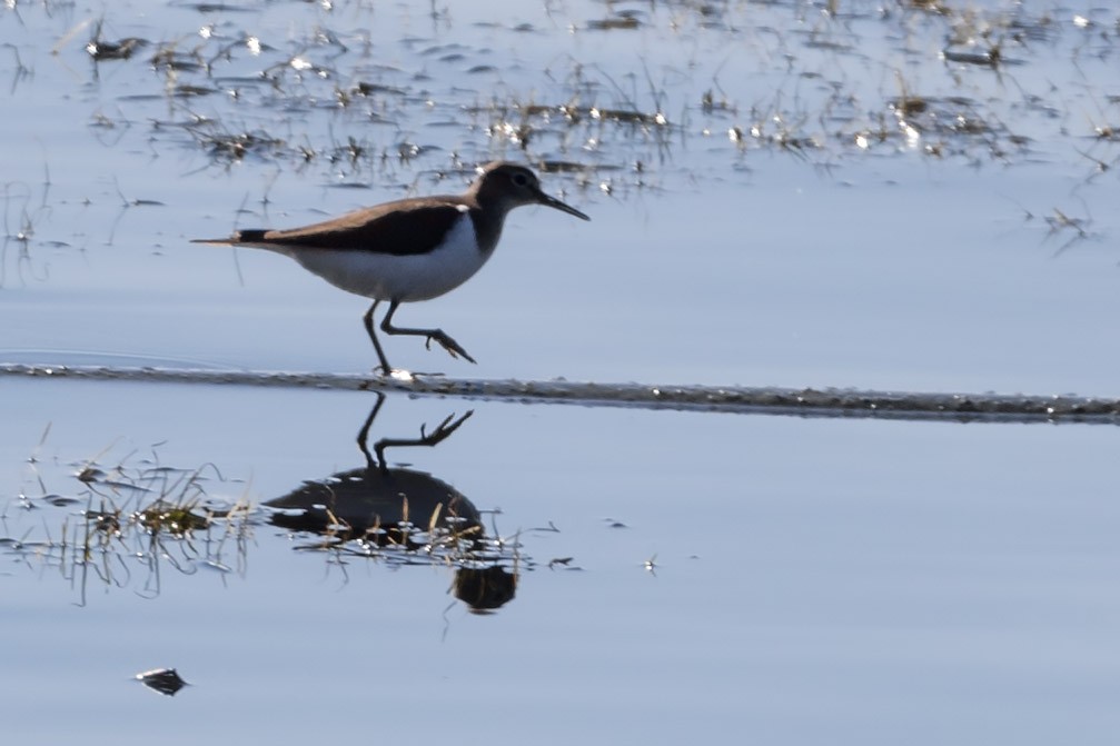 Common Sandpiper - ML138455841