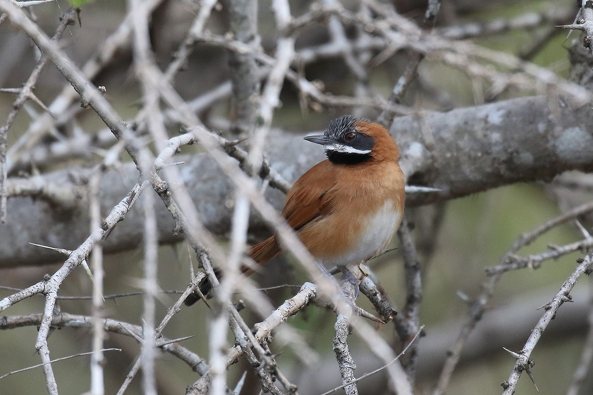 White-whiskered Spinetail - Fabrice Schmitt