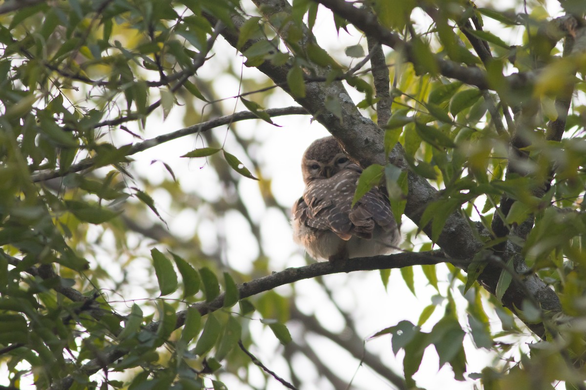 Spotted Owlet - ML138457051