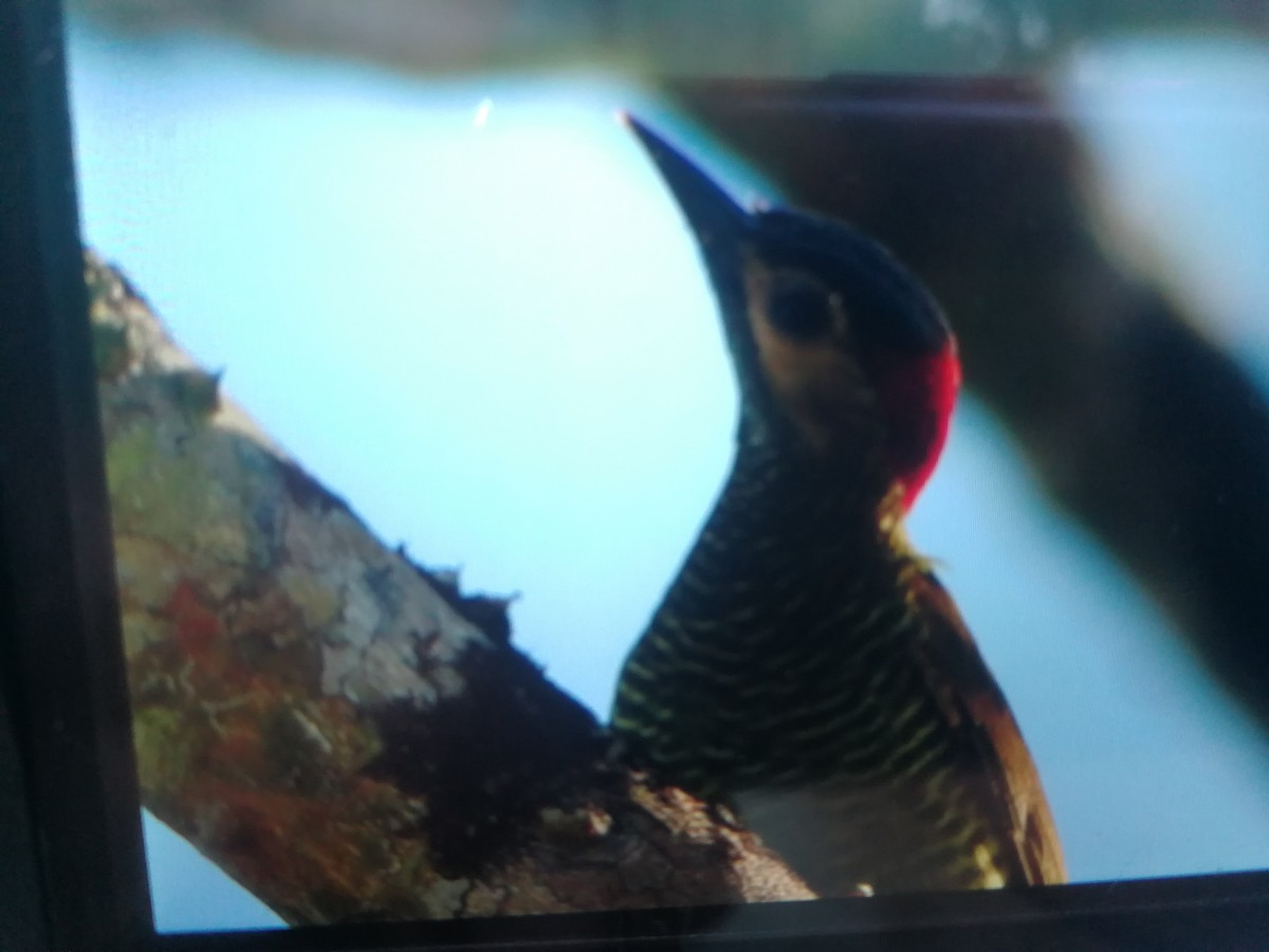 Golden-olive Woodpecker - ML138457311