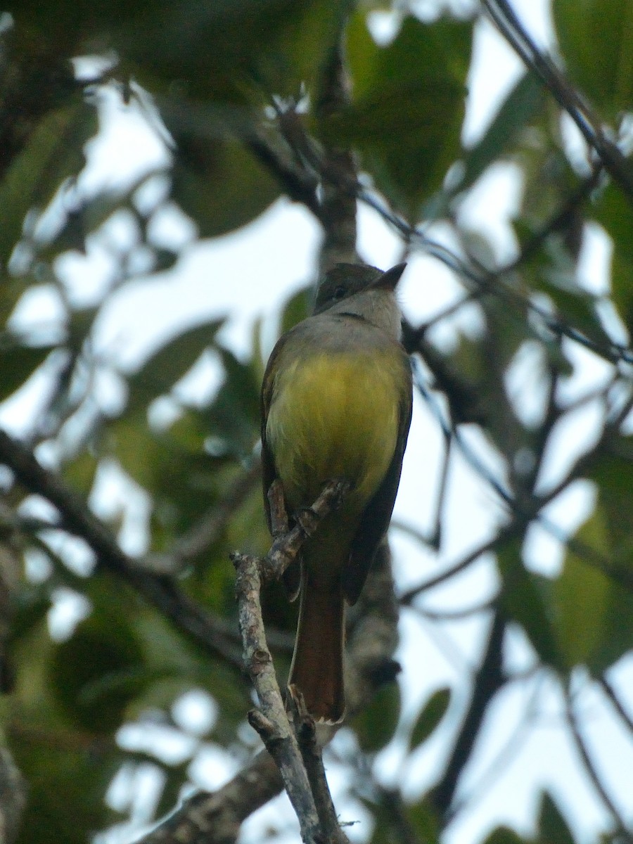 Great Crested Flycatcher - ML138457711