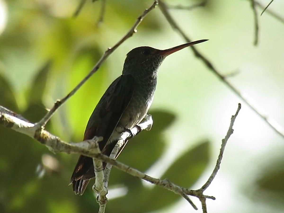 Rufous-tailed Hummingbird (Rufous-tailed) - ML138457811