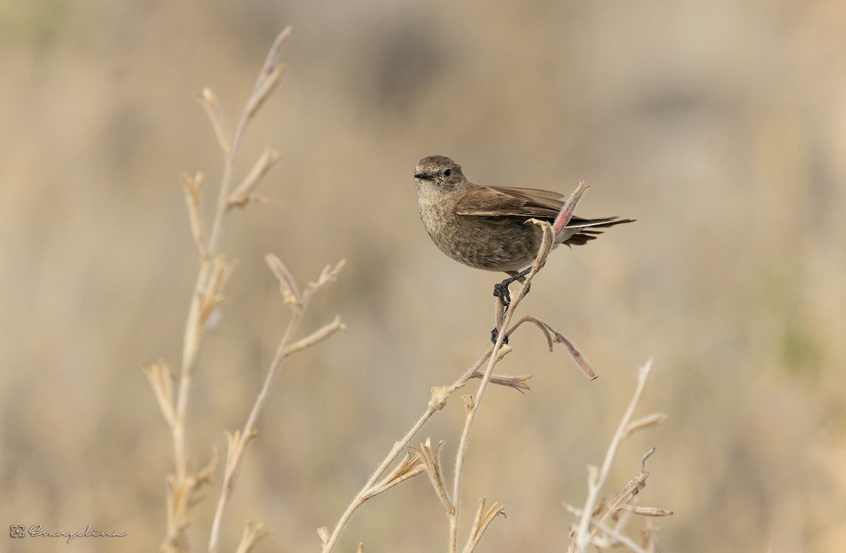 Patagoniensporntyrann - ML138458651