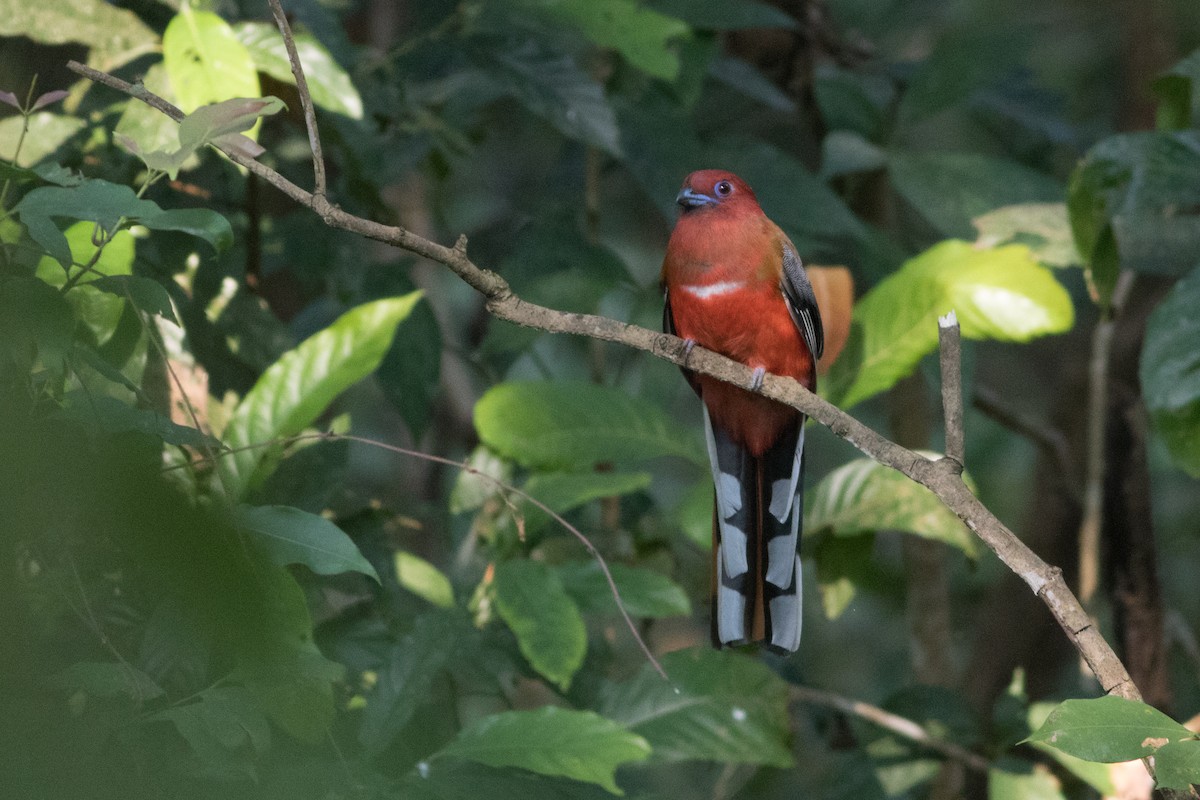 Red-headed Trogon - Lucas Bobay