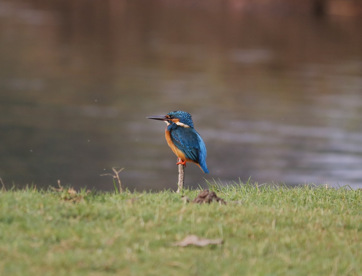 Common Kingfisher - ML138459131