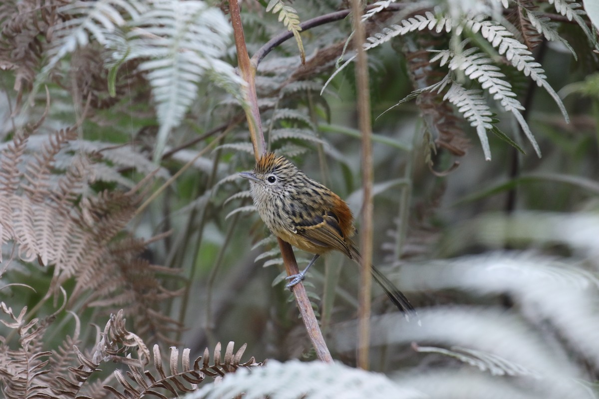 Santa Marta Antbird - ML138459611