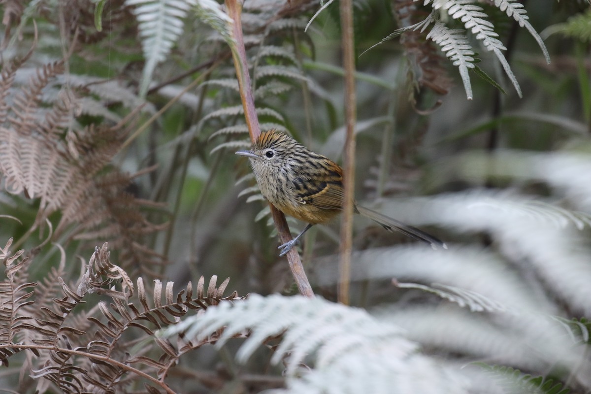 Santa Marta Antbird - ML138459621