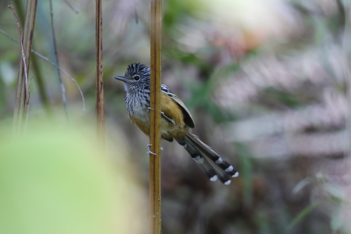 Santa Marta Antbird - ML138459641