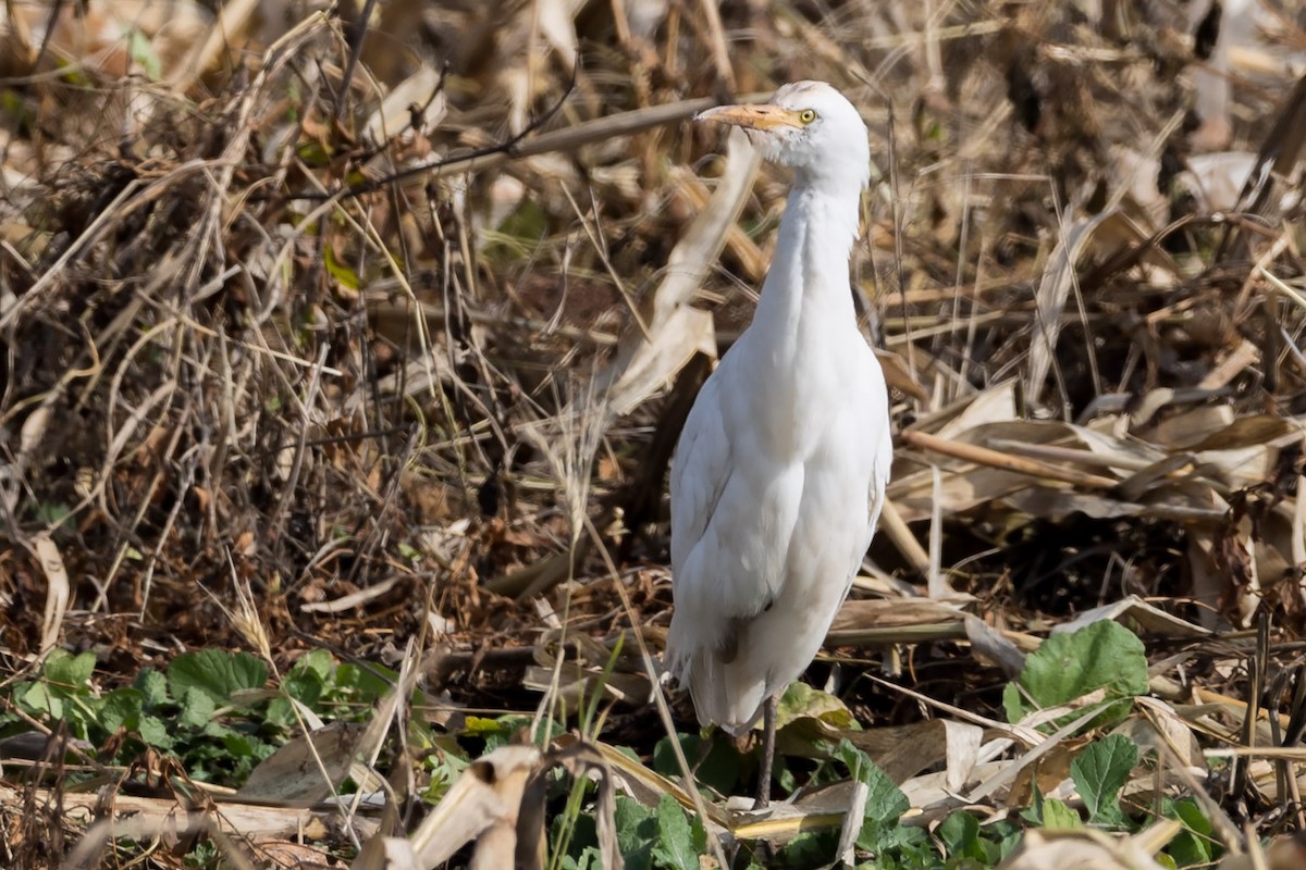 Чапля єгипетська (підвид ibis) - ML138460011