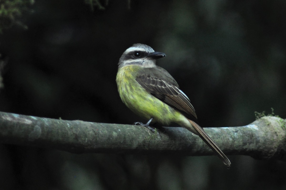 Golden-bellied Flycatcher - ML138460241