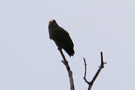 Speckle-faced Parrot (White-capped) - ML138460311