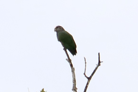 Speckle-faced Parrot (White-capped) - ML138460401