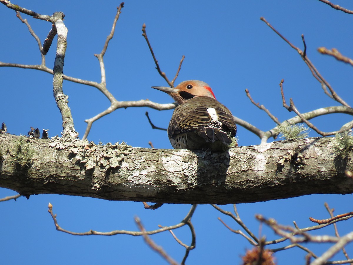 Northern Flicker - ML138461561