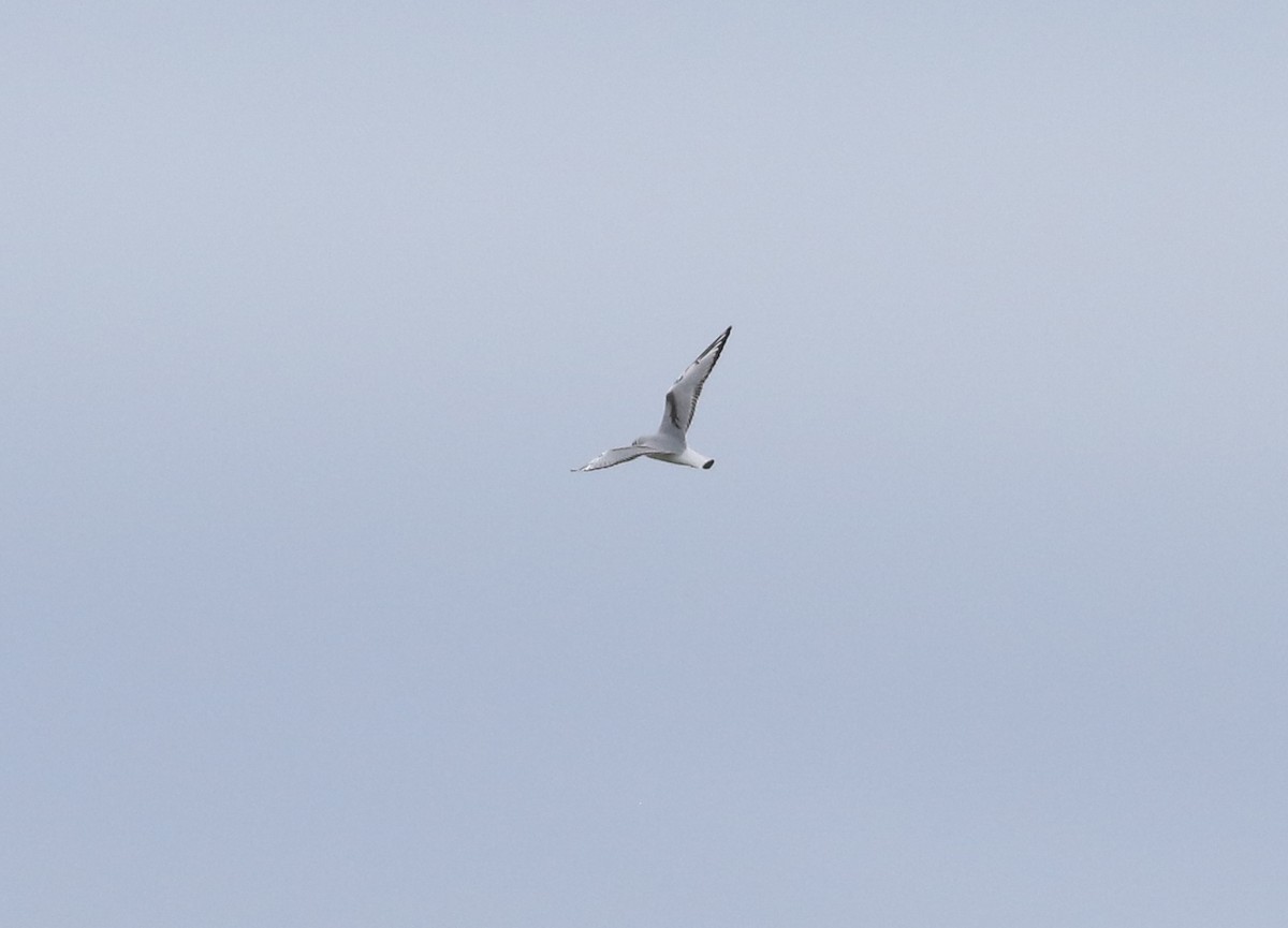 Bonaparte's Gull - Cameron Rutt