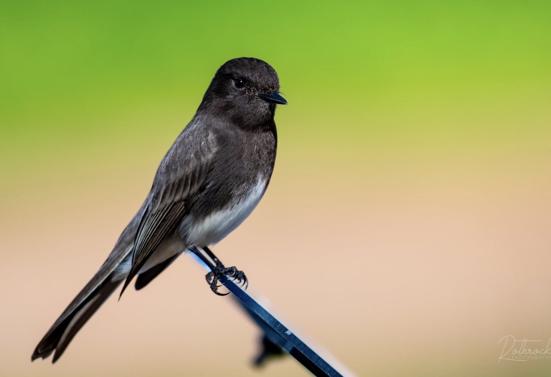 Black Phoebe - ML138463821