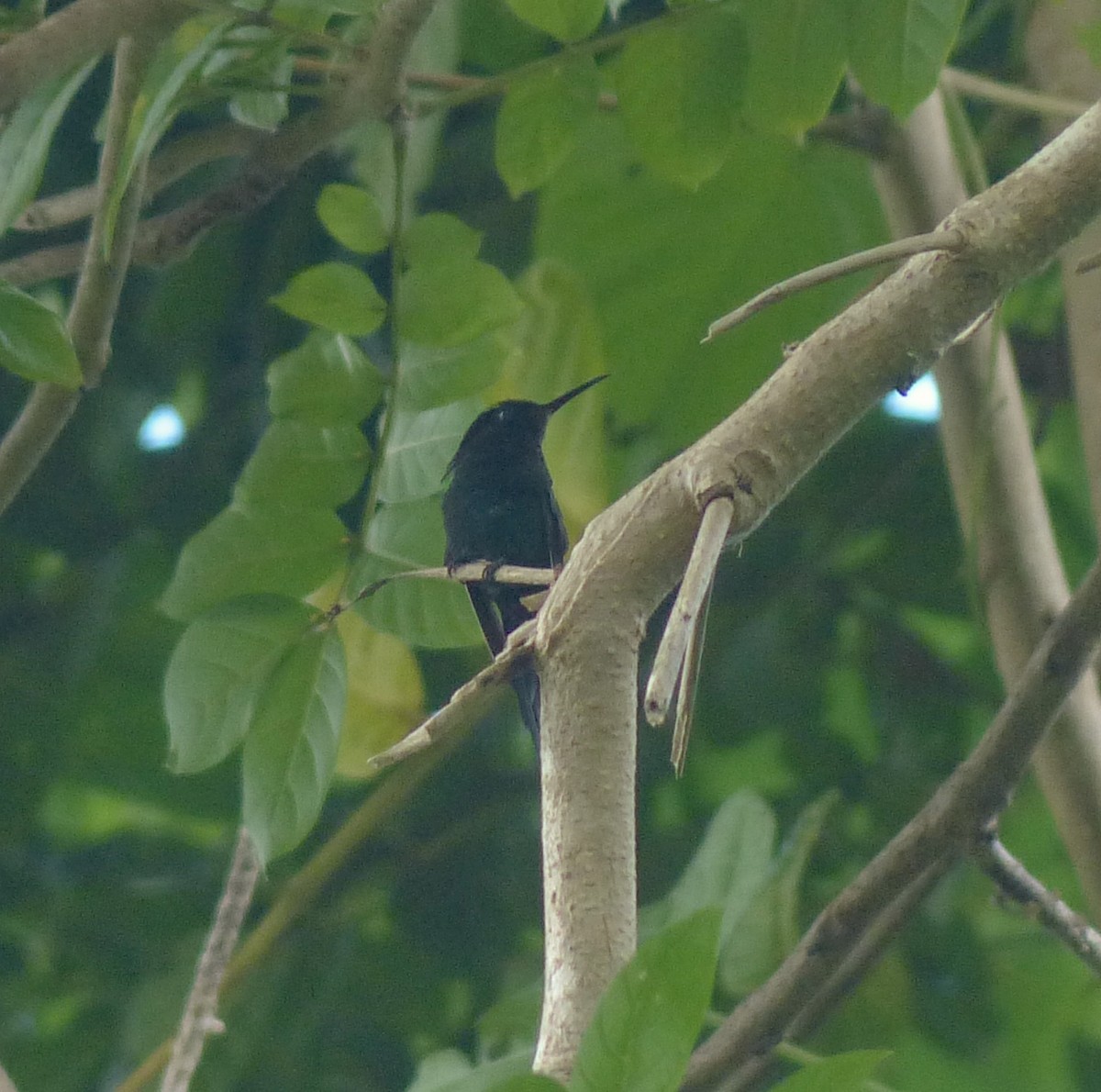 Black-billed Streamertail - ML138465211