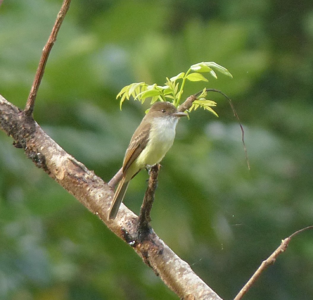 Sad Flycatcher - ML138466051