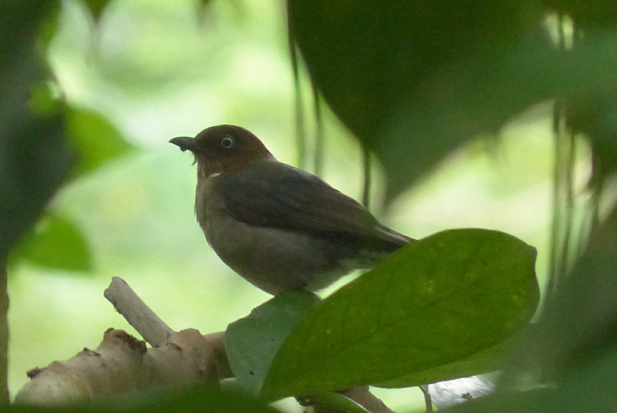 White-eyed Thrush - ML138466071