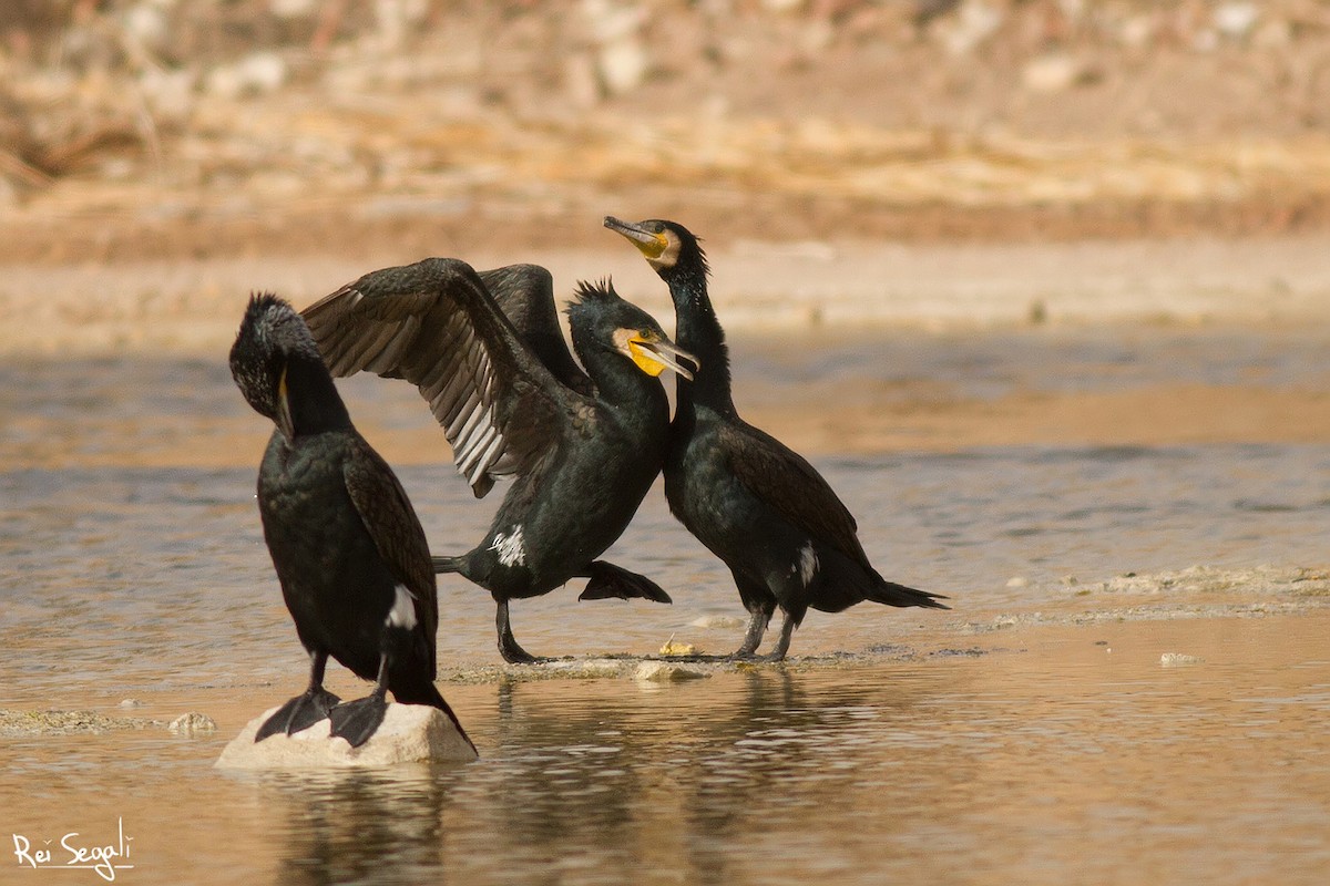 Great Cormorant - Rei Segali