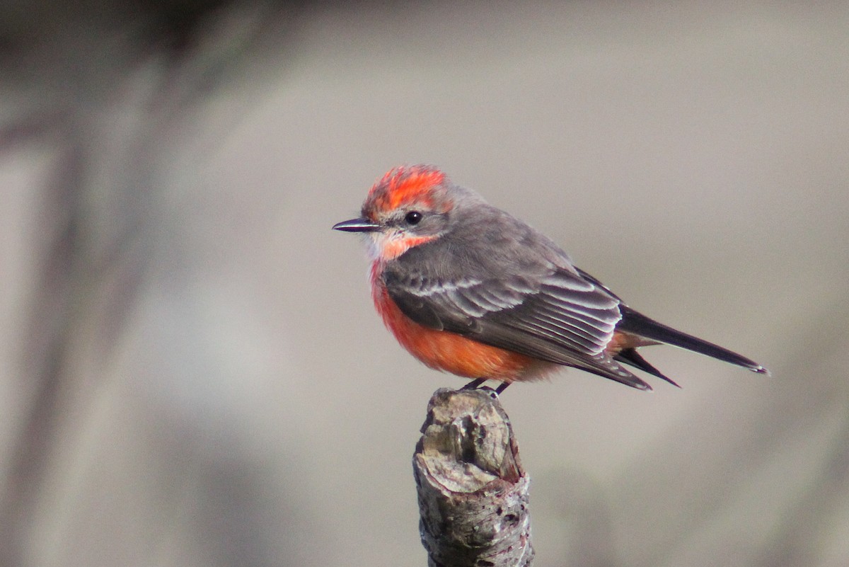 Vermilion Flycatcher - ML138467761