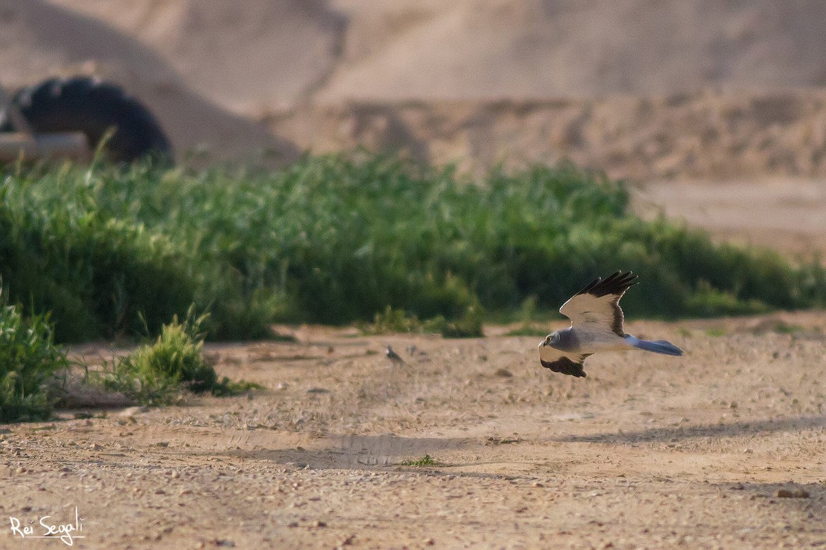 Hen Harrier - ML138469451