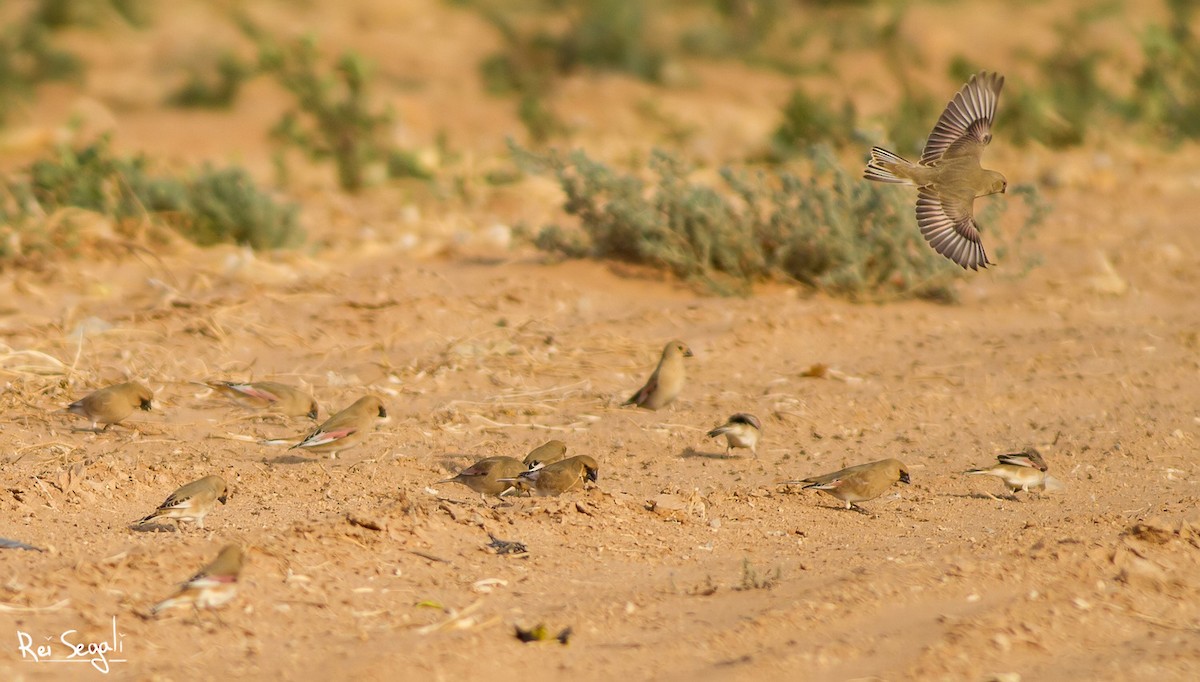 Desert Finch - Rei Segali