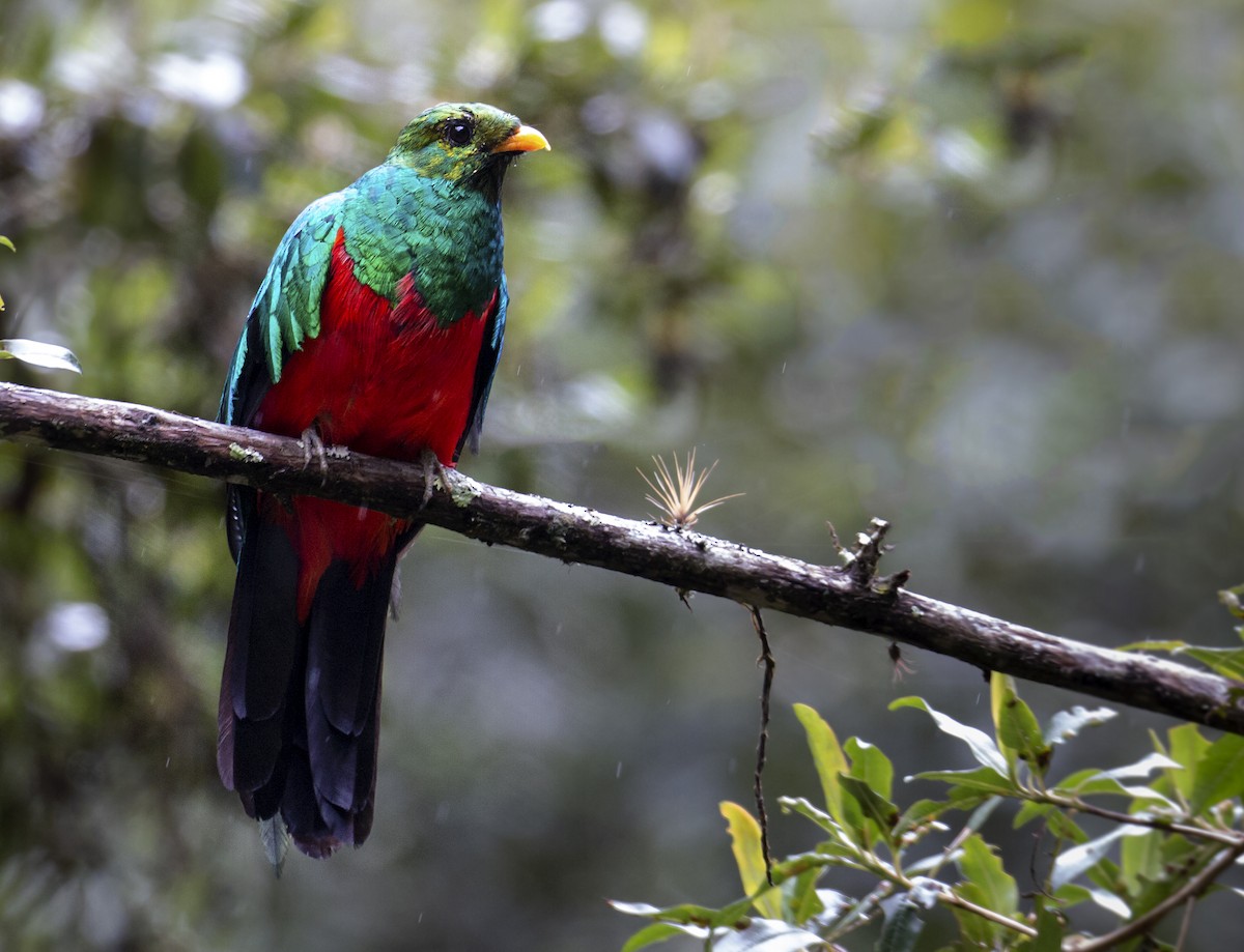 Golden-headed Quetzal - ML138471461