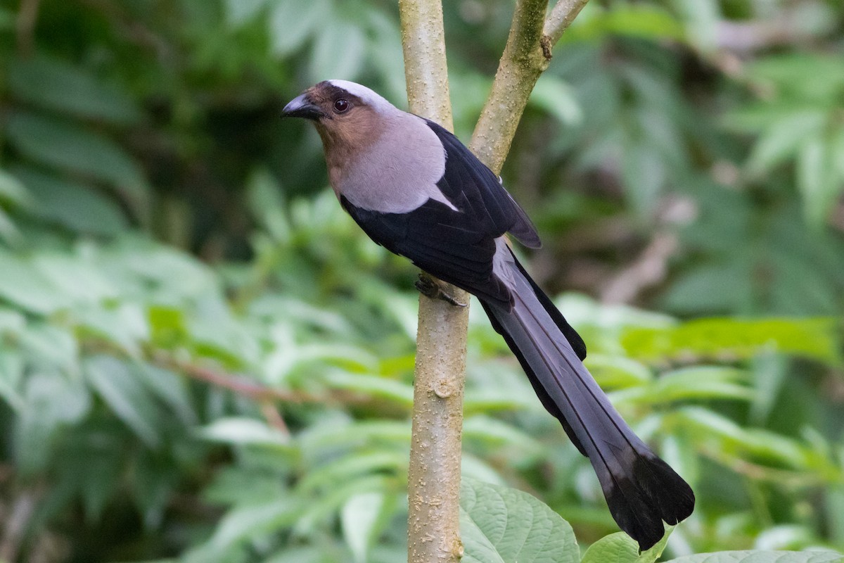 Bornean Treepie - Lucas Bobay