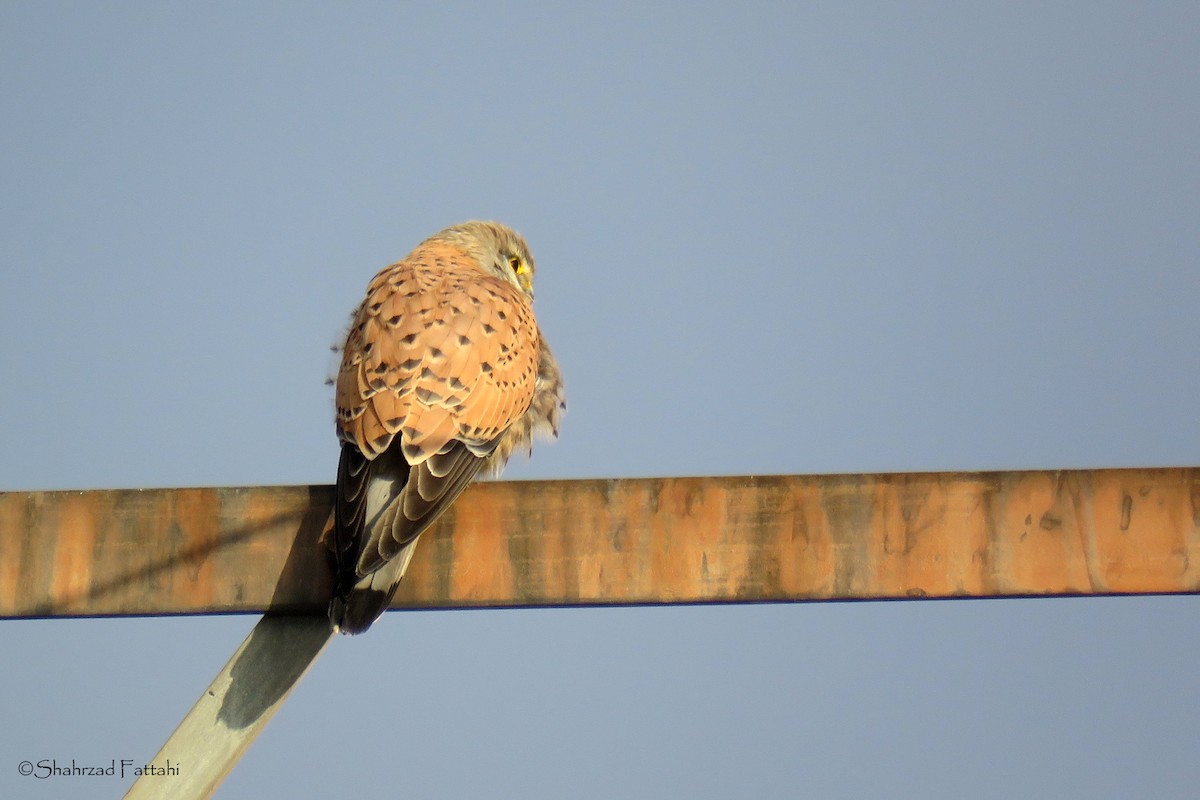 Eurasian Kestrel - ML138471691