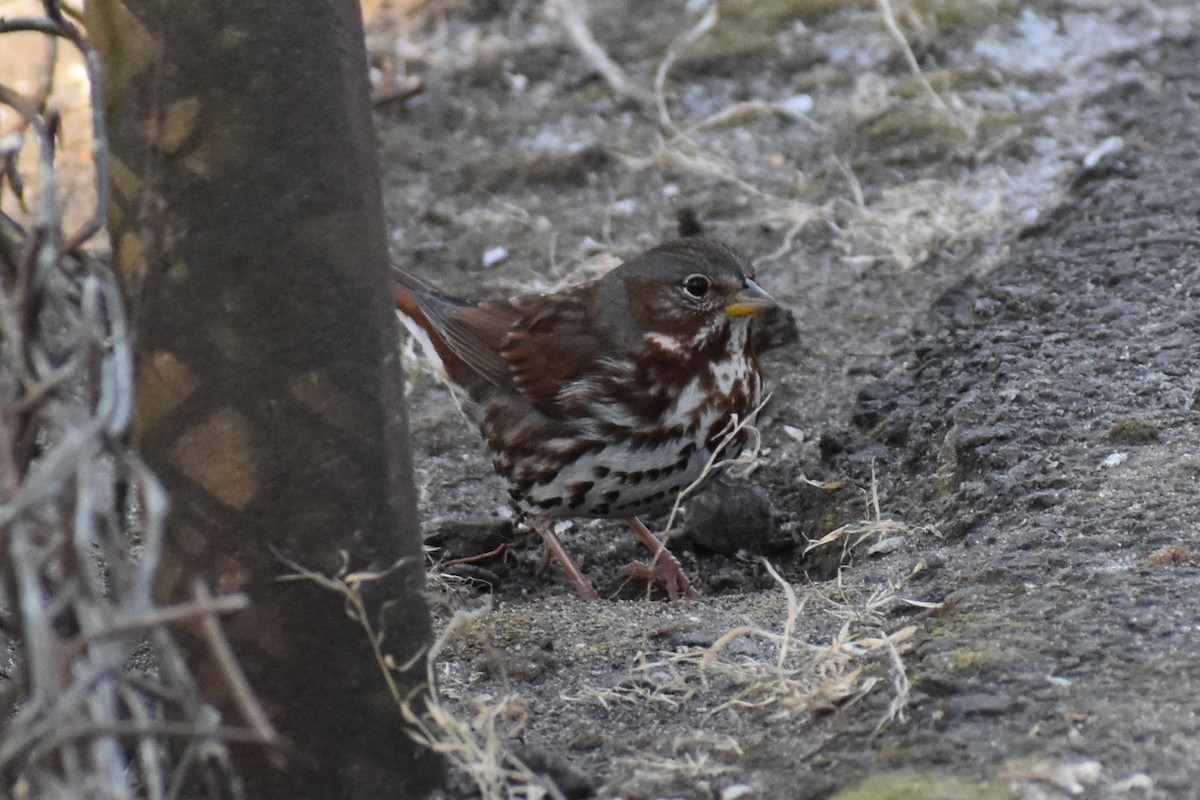 Fox Sparrow - ML138471861