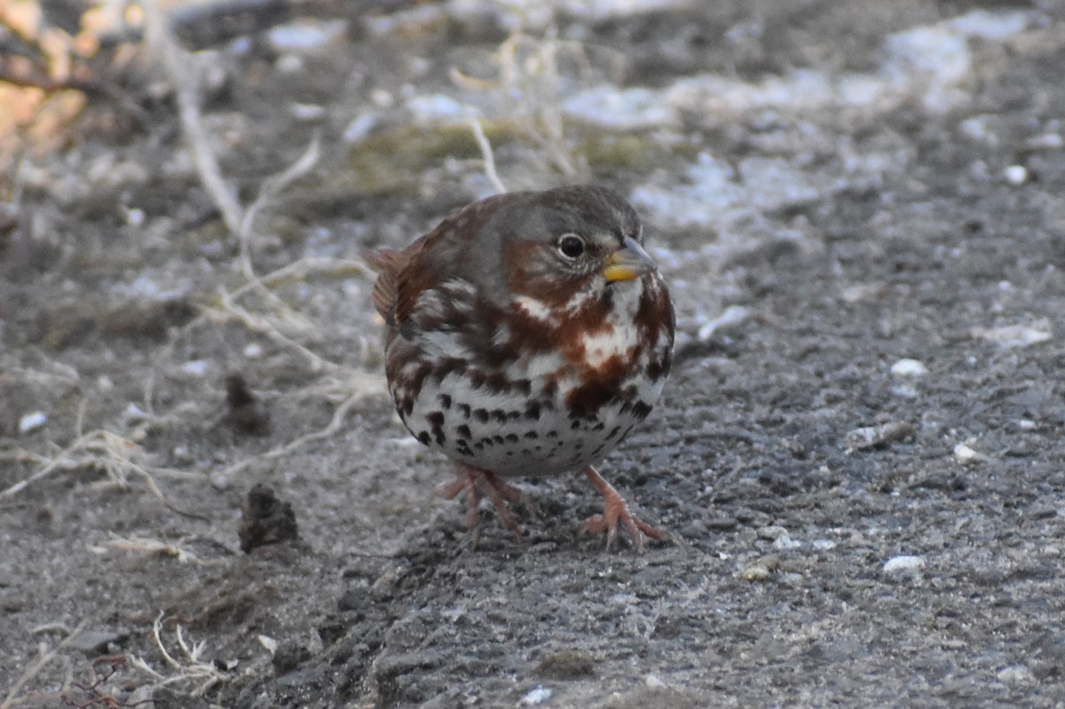 Fox Sparrow - ML138471871