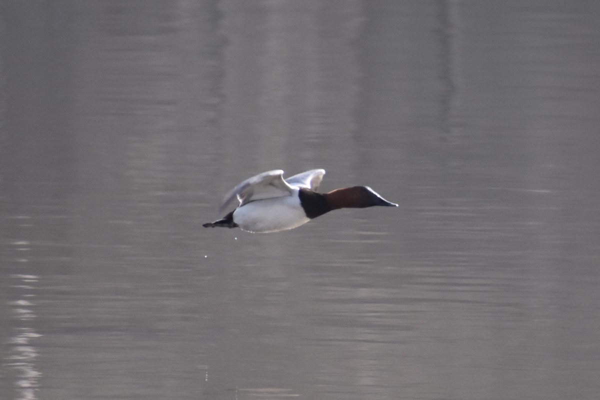 Canvasback - Nathan O'Reilly