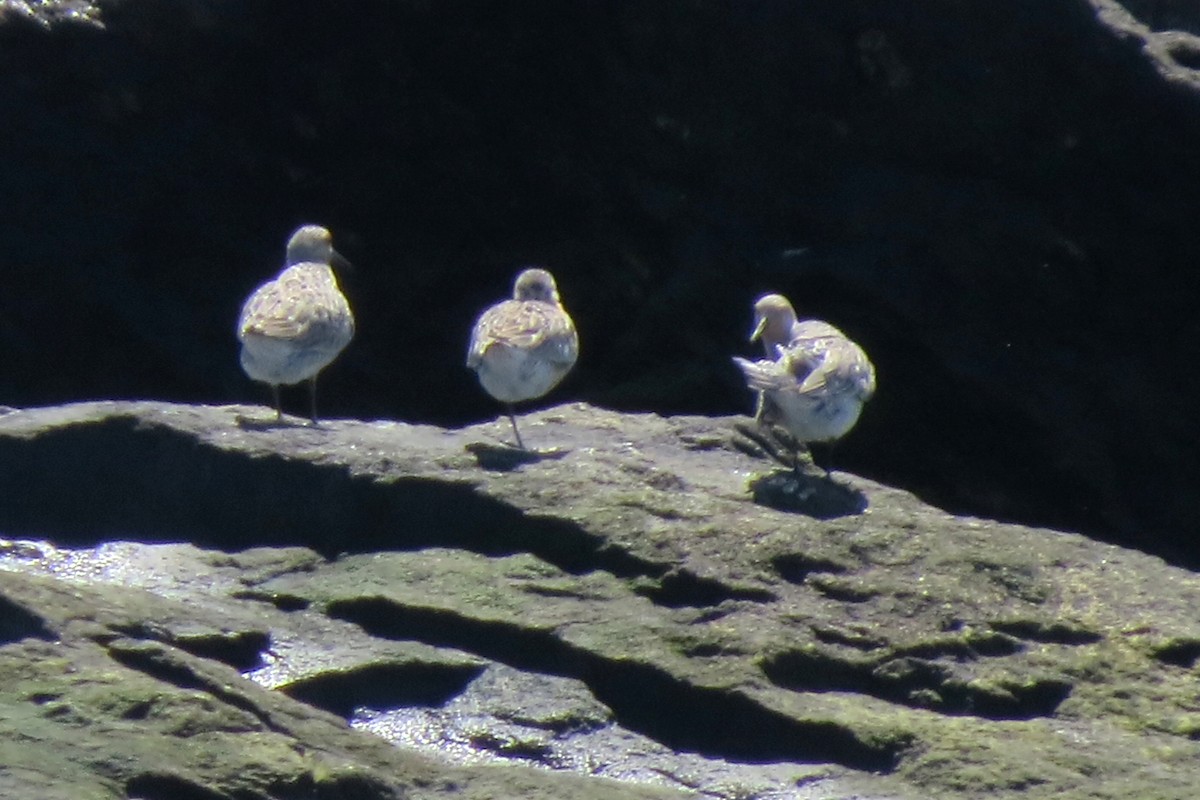 Red Knot - ML138476751