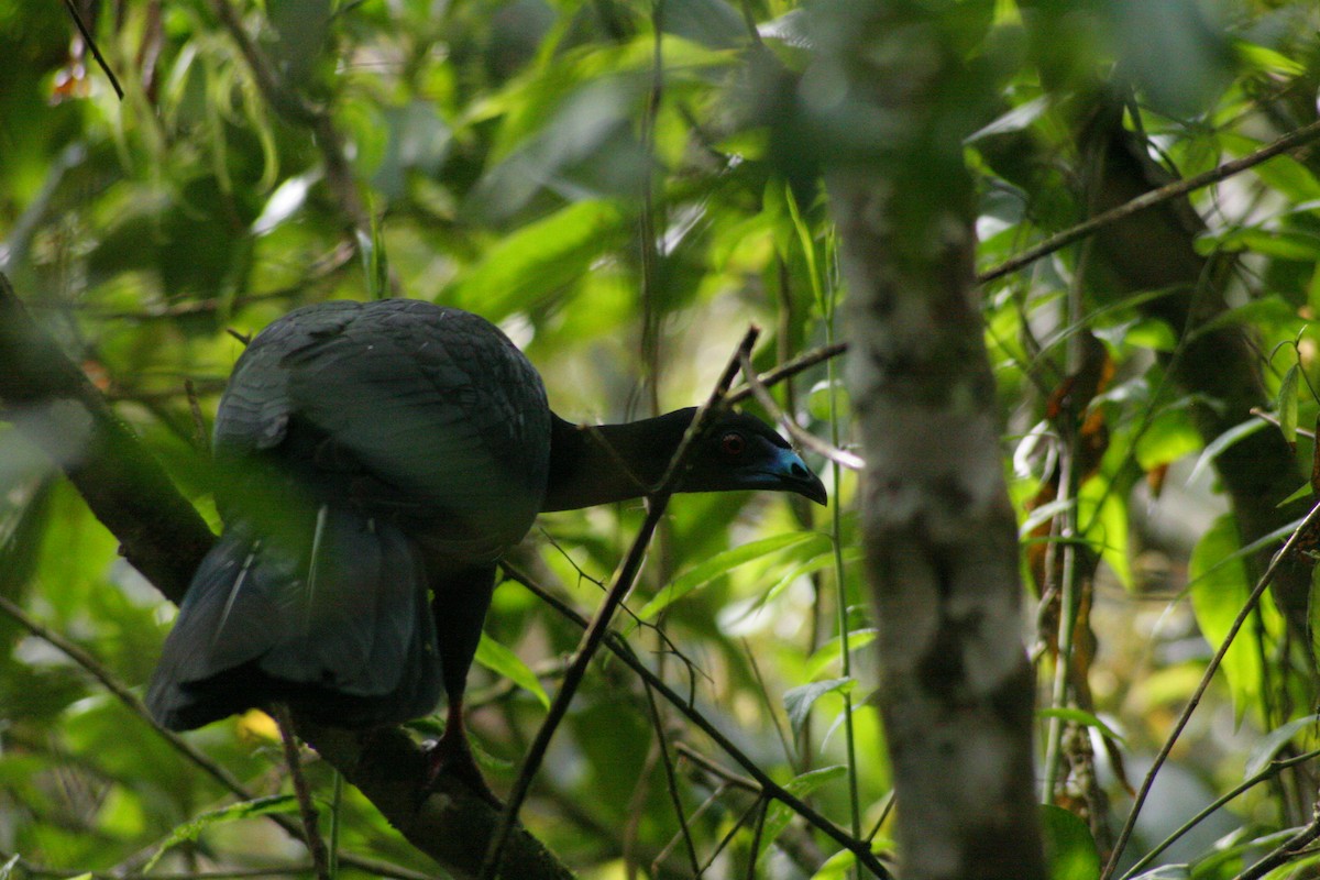 Black Guan - Jouko Haapamaa