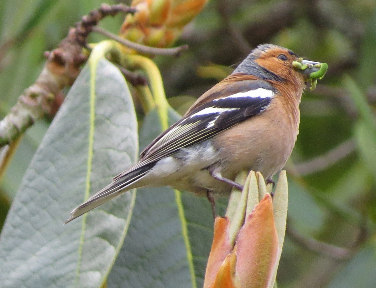 Common Chaffinch - Ray Wershler