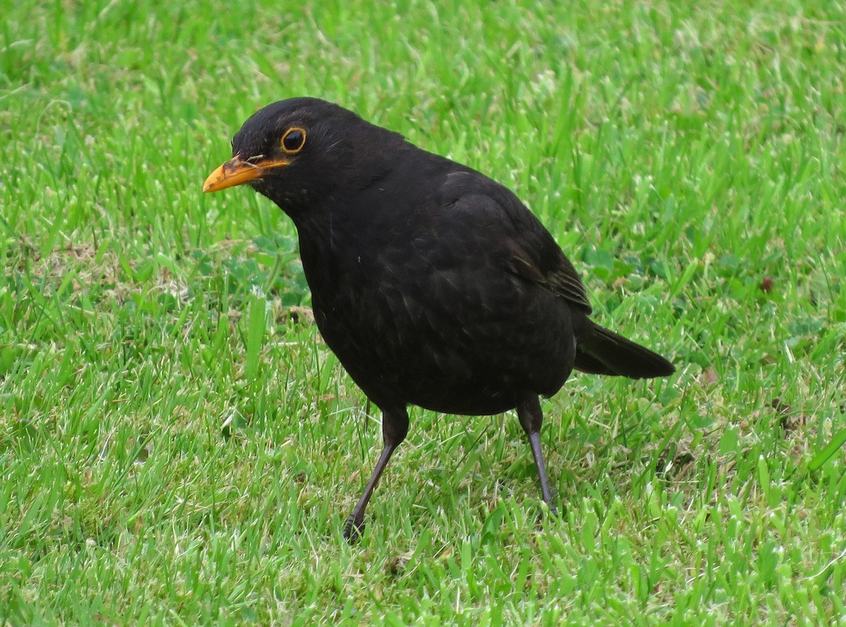 Eurasian Blackbird - Ray Wershler