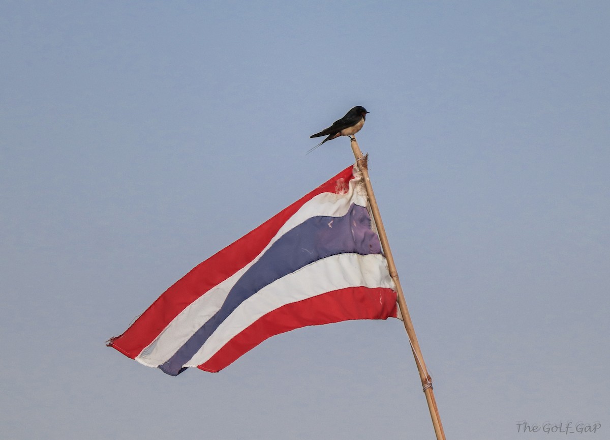 Barn Swallow - ML138481721