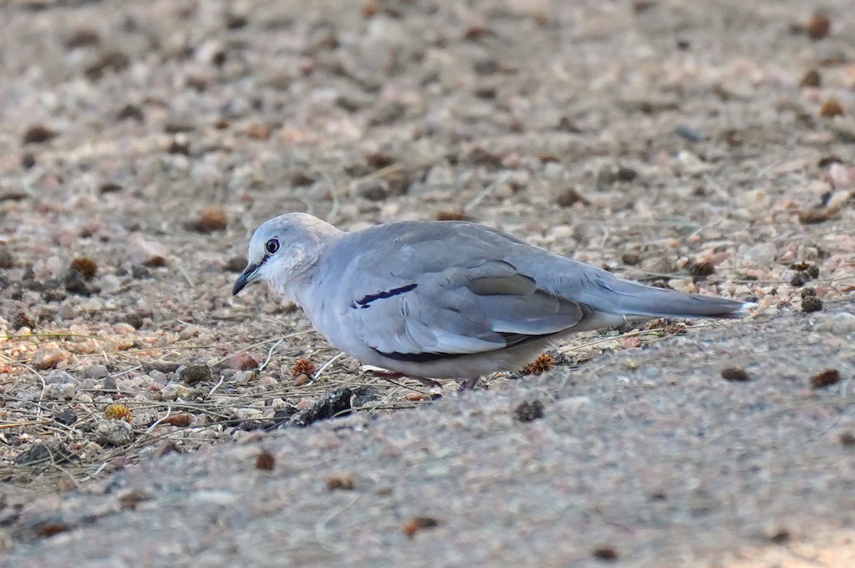 Picui Ground Dove - Luis Piñeyrua