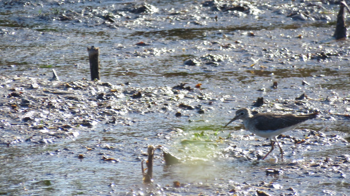 Solitary Sandpiper - ML138483211