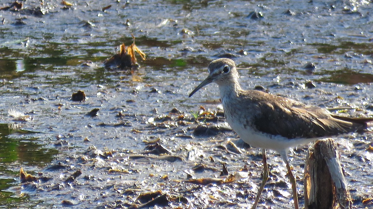 Solitary Sandpiper - ML138483771