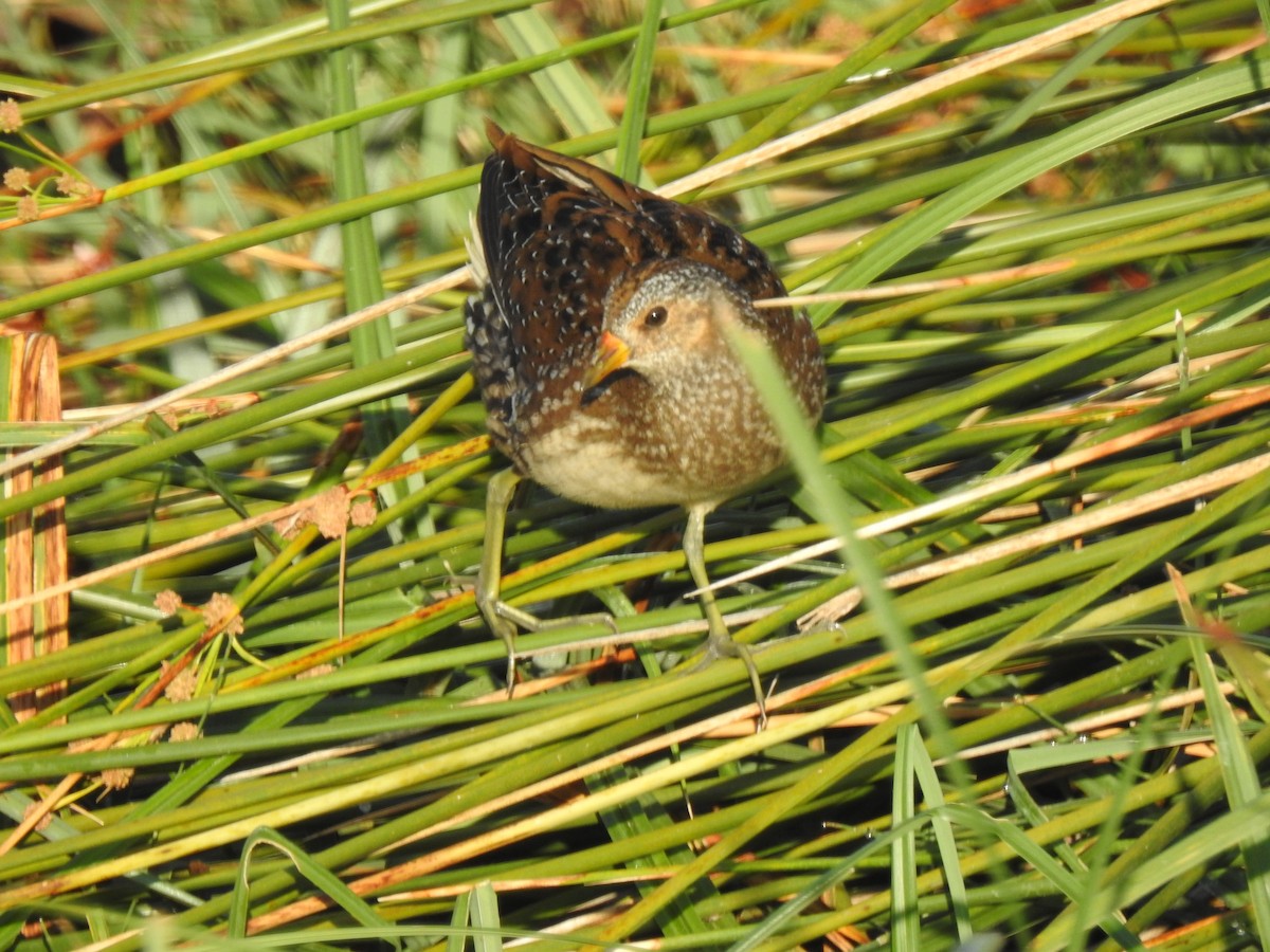 Spotted Crake - ML138484091