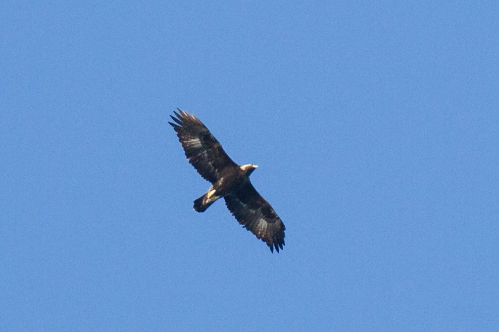 Golden Eagle - ML138484281