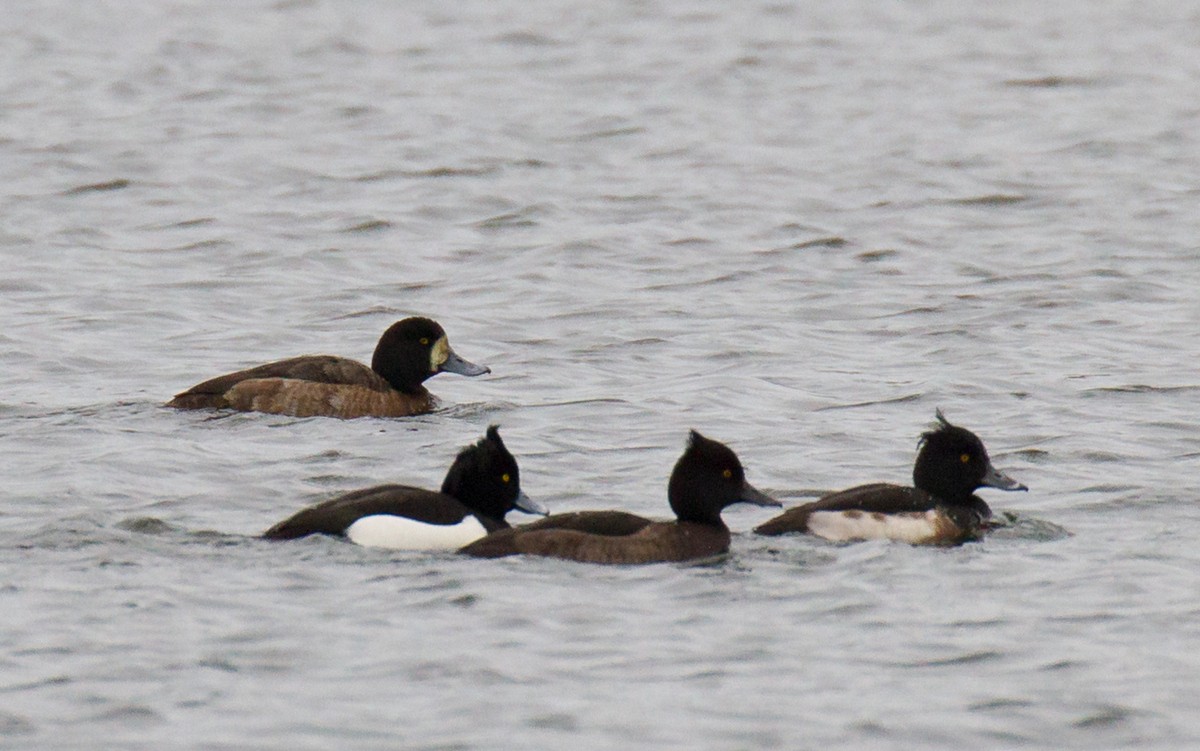 Greater Scaup - ML138484571