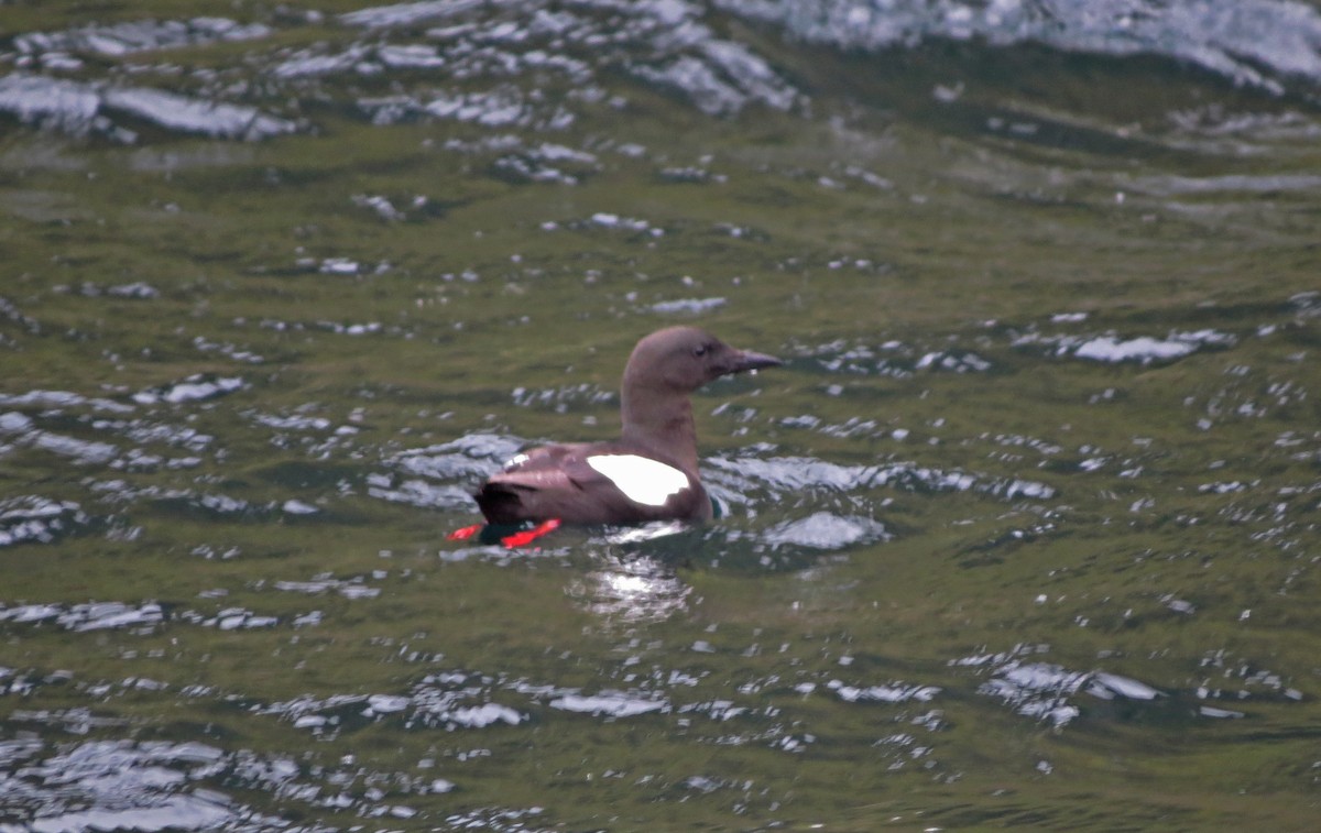 Black Guillemot - Ray Wershler