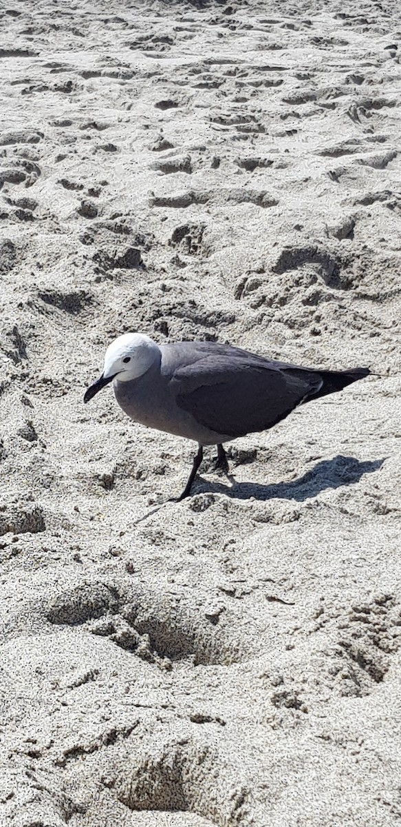 Gray Gull - ML138487691