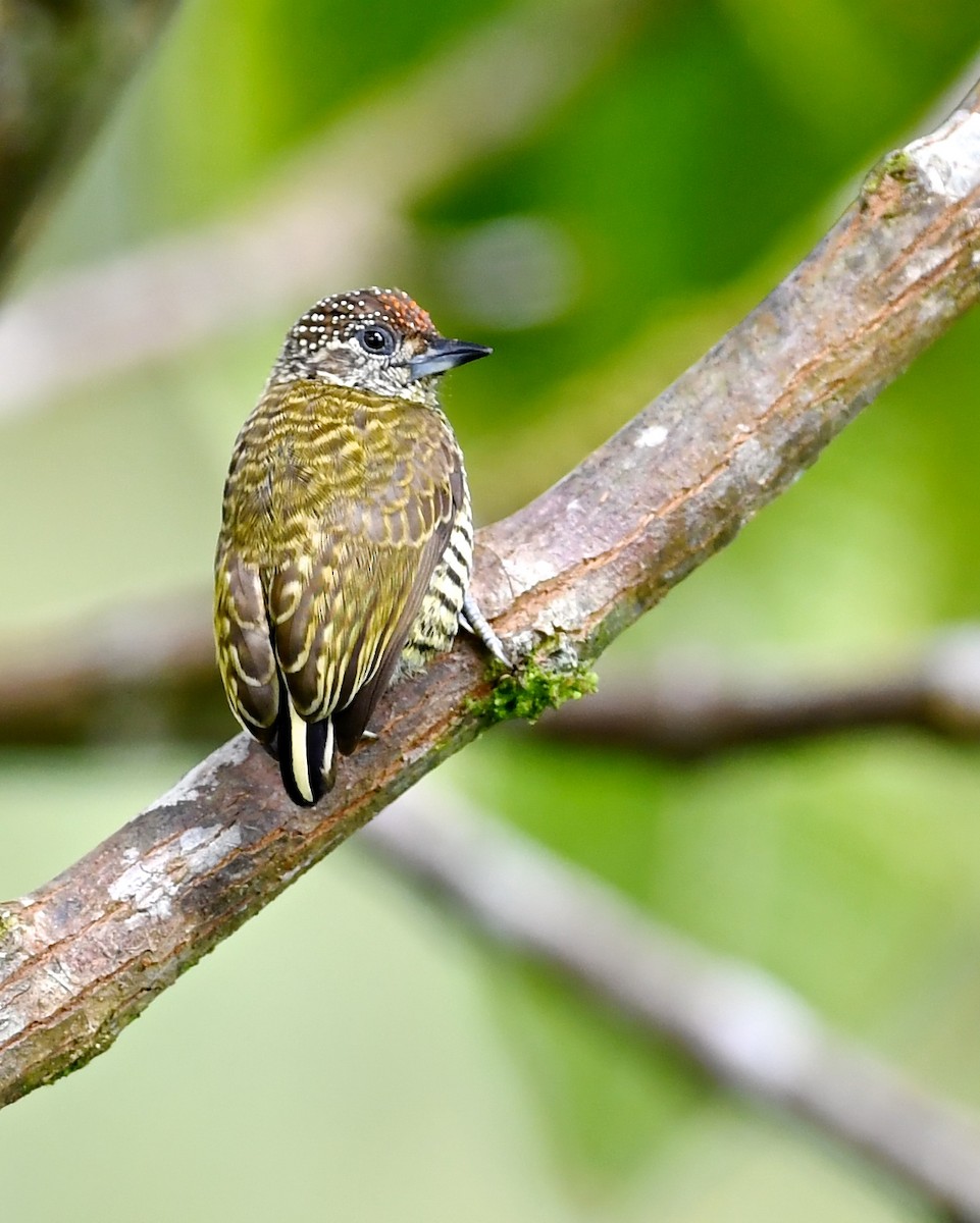 Lafresnaye's Piculet - ML138488001