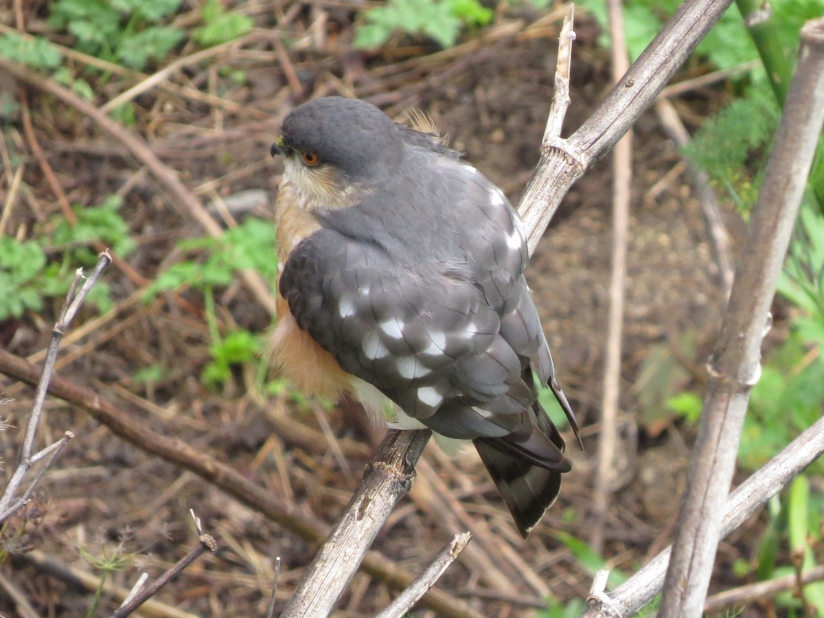 Sharp-shinned Hawk - Alane Gray