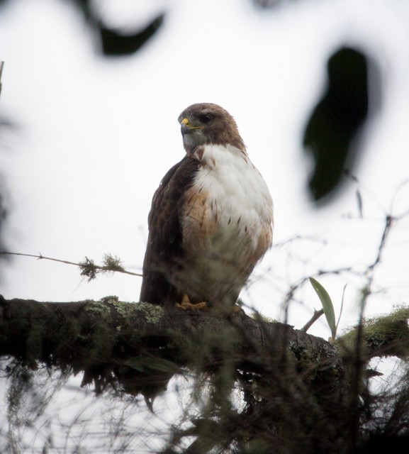 Red-tailed Hawk - Rolando Chávez