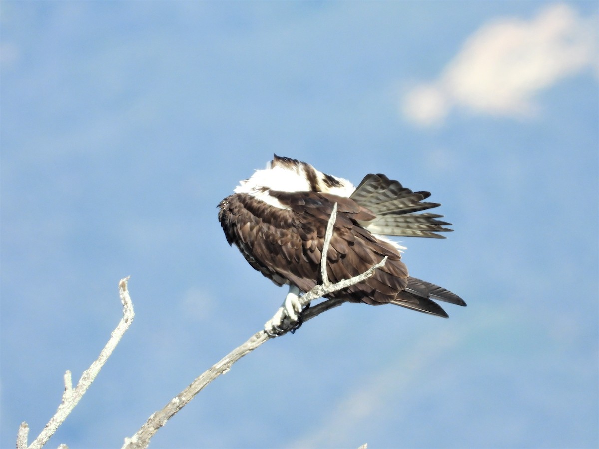 Águila Pescadora - ML138492101